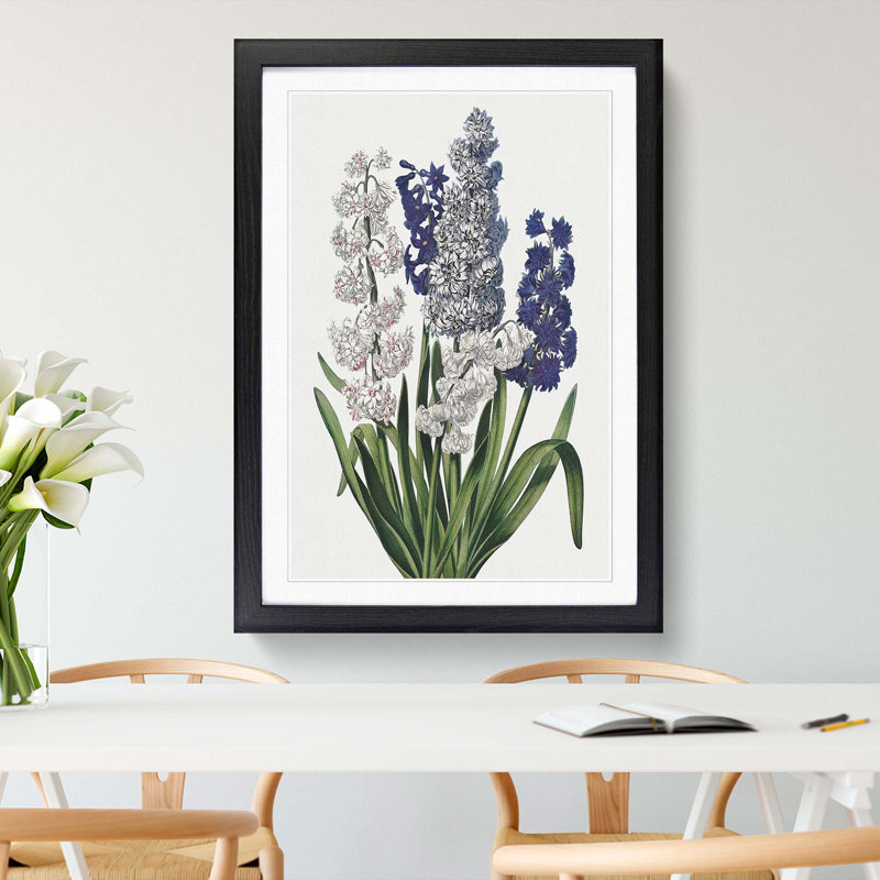 Hyacinth Flowers by R.J. Thornton - Framed Print, 65cm H x 48cm W x 2cm D, Black Framed