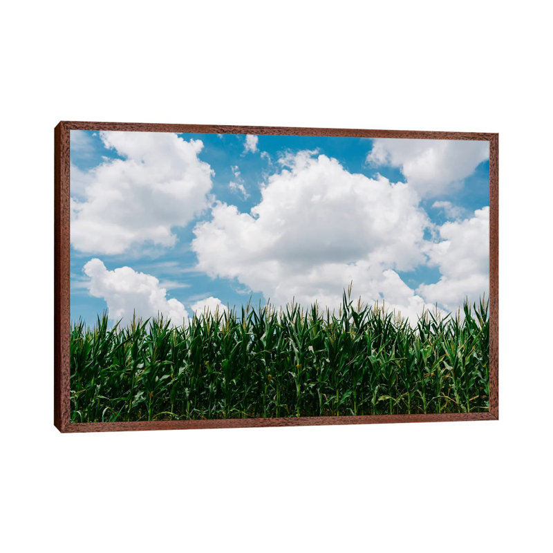 Rural Corn Fields III by Bethany Young - Print on Canvas, 66.04cm H x 101.6cm W x 3.81cm D, Classic Brown Wood Framed