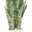 Snake Plant disposée dans un pot en fibre de pierre
