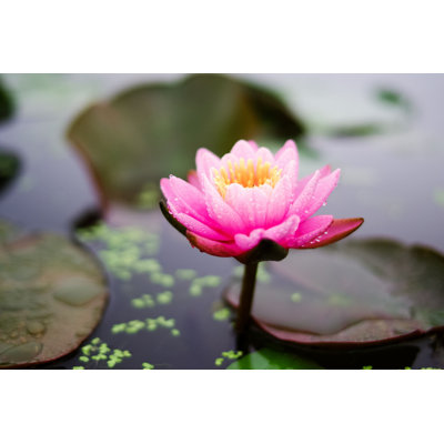 Danessa " Lotus Flower "