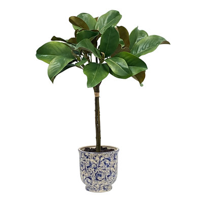 MAGNOLIA LEAF TREE IN CERAMIC POT