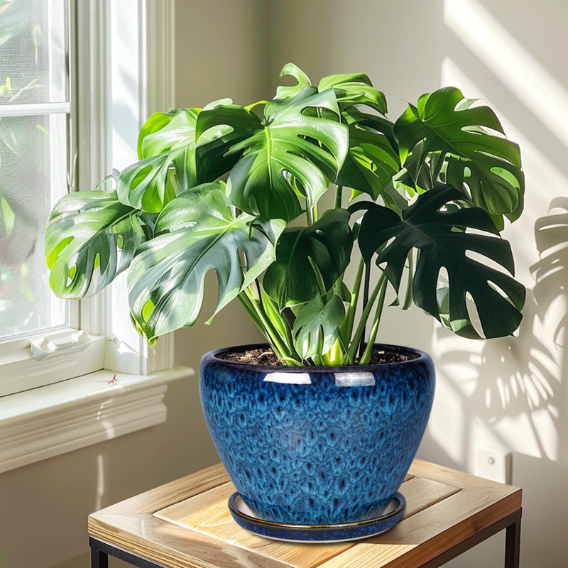 Ceramic Modern Glaze Succulent Planter Pot, 7" H x 10" W x 10" D