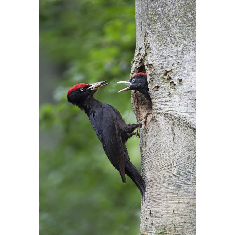 Woodpecker nourrissant par Pum_Eva - photographie sur toile tendue, L 24 po x H 36 po