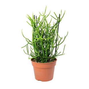 Pencil Cactus - Live Plant in a 6 Inch Pot - Euphorbia Tirucalli - Beautiful Indoor Outdoor Succulent Houseplant