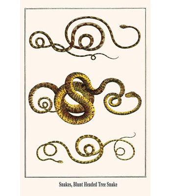 " Snakes Blunt Headed Tree Snake " by Albertus Seba
