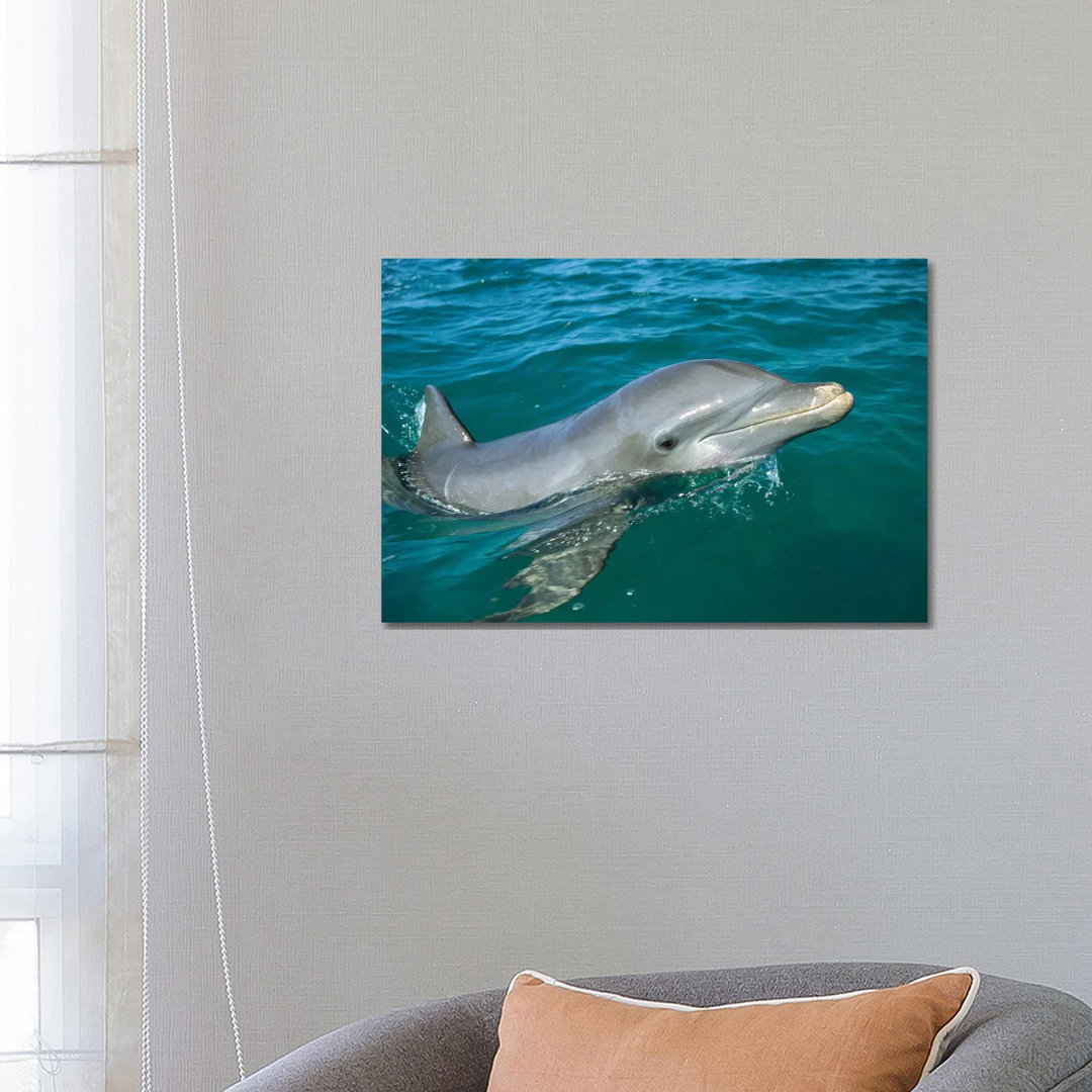 Bottlenose Dolphin Surfacing, Honduras by Konrad Wothe - Wrapped Canvas Print