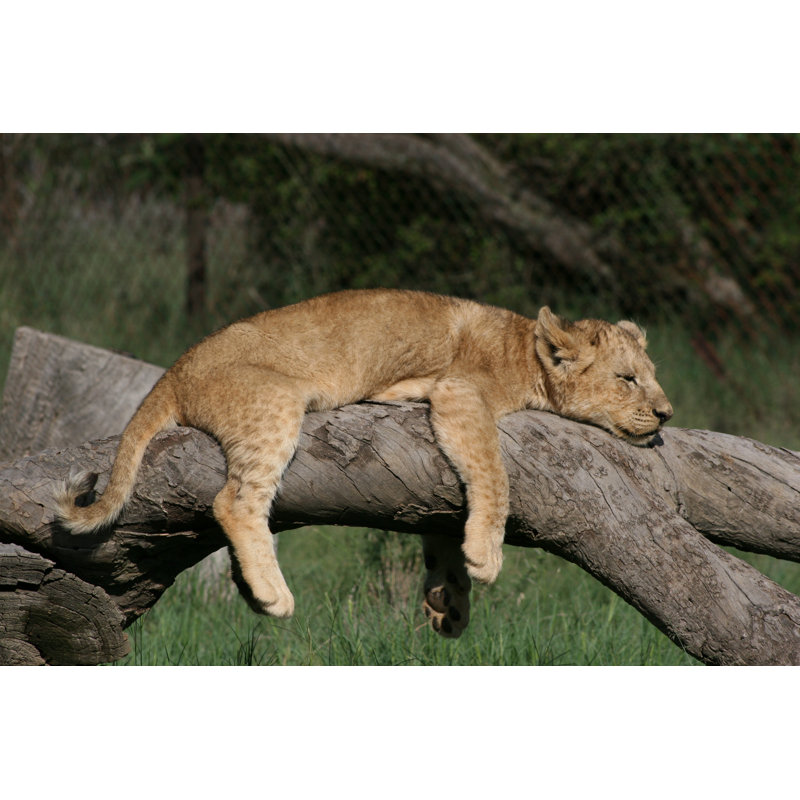 Lion Cub Sleeping In Tree - Wrapped Canvas Print, 30cm H x 46cm W x 3.8cm D