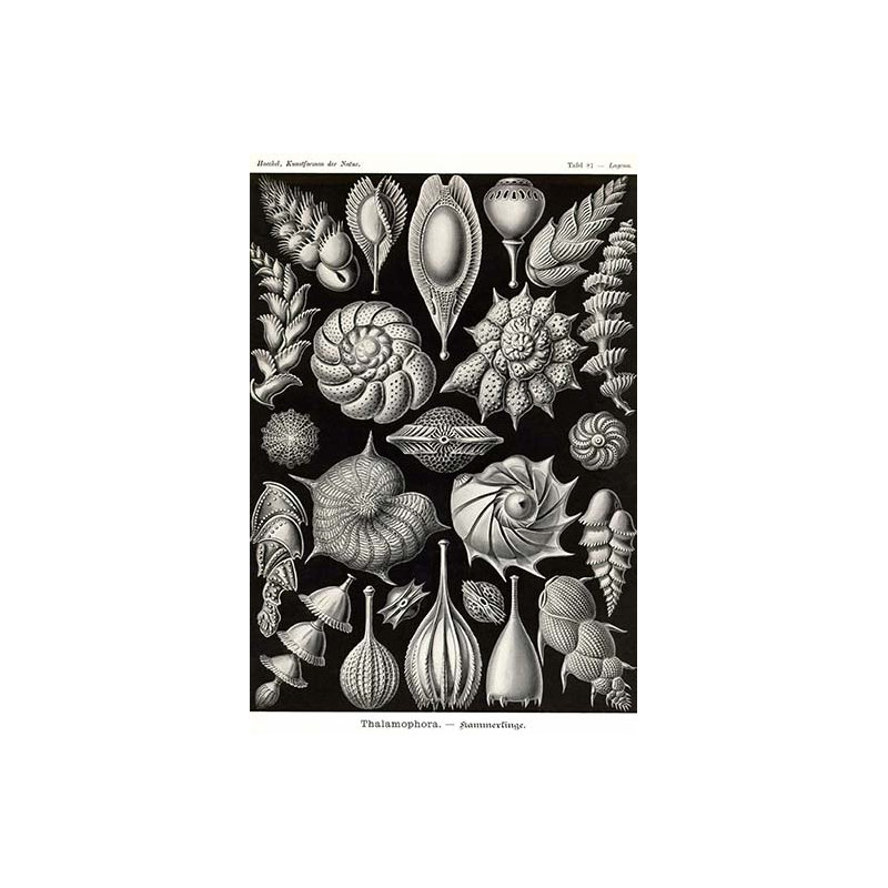« thalamophora forminifera », impression, H 66 po x l 44 po x P 1,5 po