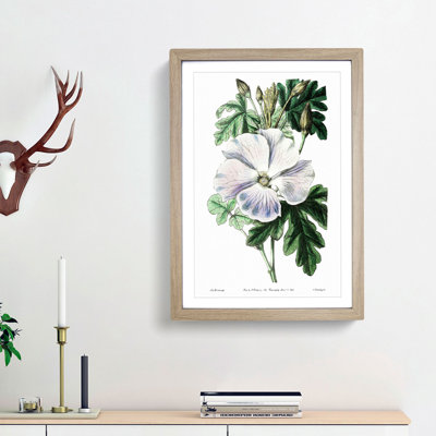 White Hibiscus Flower - Framed Print
