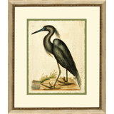 Catesbys Blue Heron Print