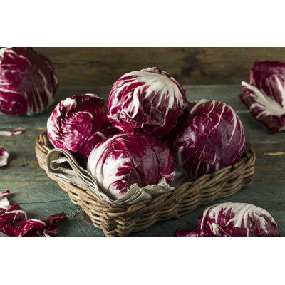 Lachae " Radicchio Lettuce " by Bhofack2
