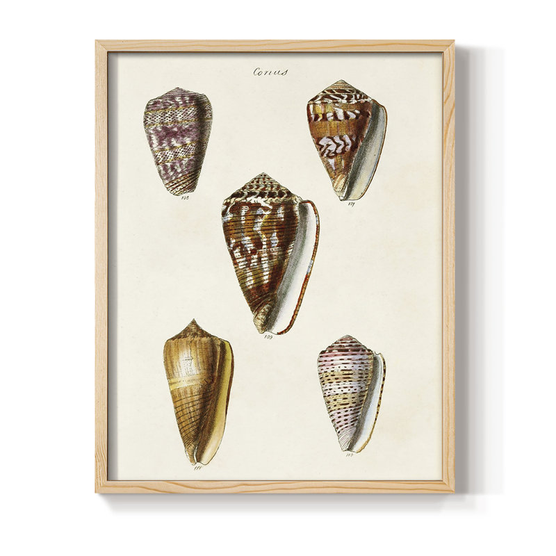 Cone Shell Collection VI Framed Print - Solid Wood, Natural, 21" H x 17" W