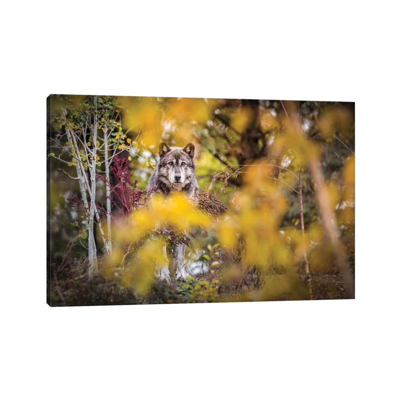 Timber Wolf Portrait by Nik Rave - Wrapped Canvas Gallery-Wrapped Canvas Giclée, 20.32 cm H x 30.48 cm W