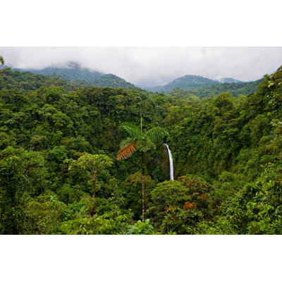 Rain Forest - Wrapped Canvas Print