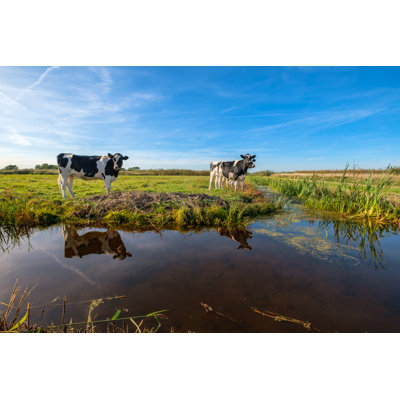 Curious Young Cows by Frank Cornelissen - Wrapped Canvas Print