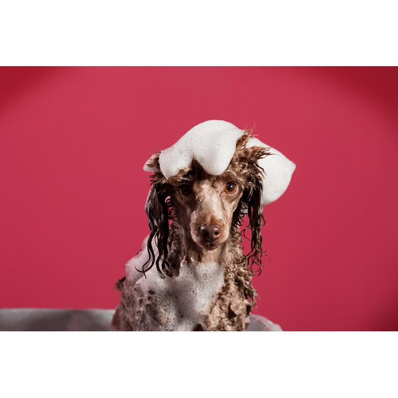 Washing The Dog by Ultramarinfoto - Wrapped Canvas Print, 20cm H x 30cm W x 3.8cm D