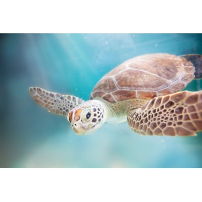 Sea Turtle Ocean - Wrapped Canvas Print