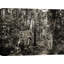 Bengal Tigers (BW) - Wrapped Canvas Print-1495211610
