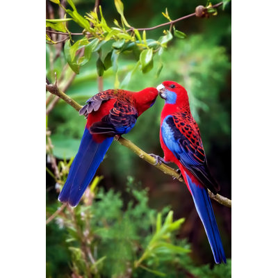 Rosellas Kissing - Wrapped Canvas Print