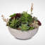 Succulent Plant in Pot