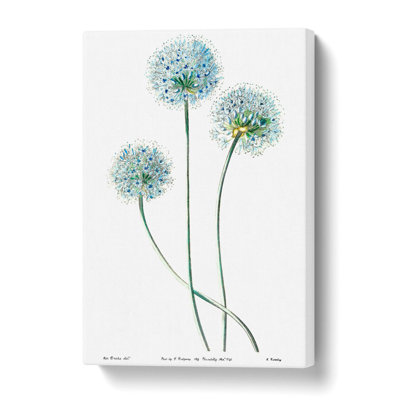 Blue Dandelion Flowers - Wall Art