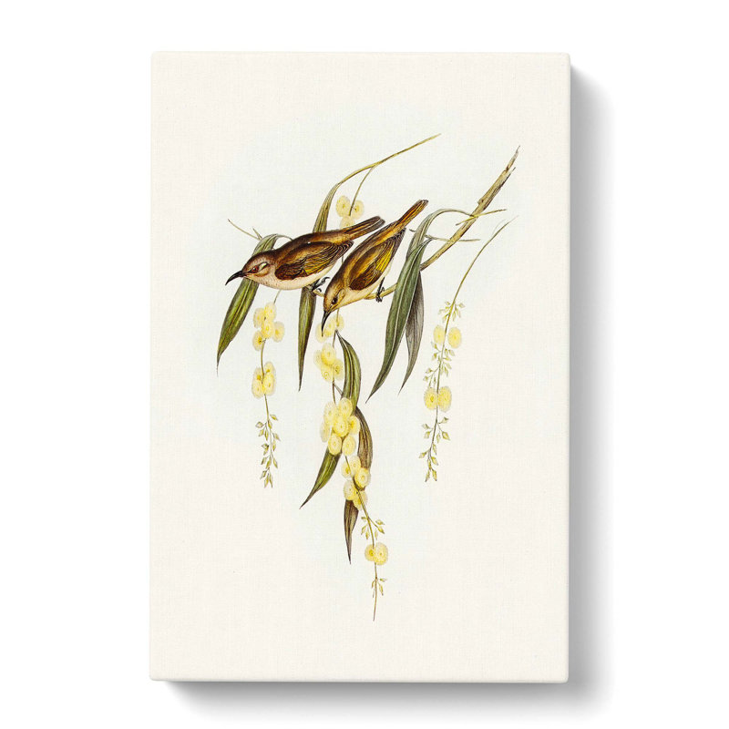Brown Honeyeater Birds by Elizabeth Gould - Wrapped Canvas Painting, 50cm H x 35cm W x 3cm D