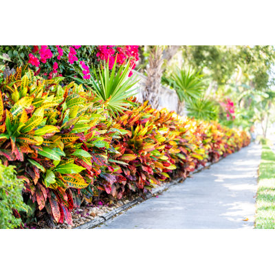 Vibrant Codiaeum Variegatum - Wrapped Canvas Print