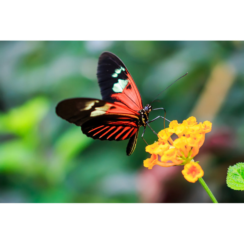 Chaleur Butterfly - Wrapped Canvas Print, 61cm H x 91cm W x 3.8cm D