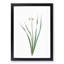 Primrose Flowers by Pierre-Joseph Redoute - Picture Frame Painting Print-55601676-55601671