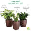 Live Low Light Houseplant Set-100088148