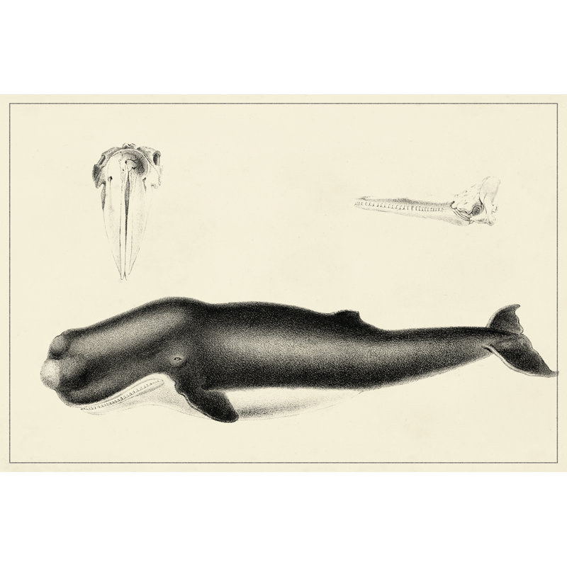 Antique Whale Study II, 30cm H x 46cm W x 3.8cm D