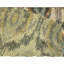 Area Rug in Ivory