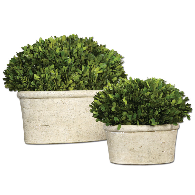 Ensemble de 2 plantes buis ovale domes en pot de fleurs
