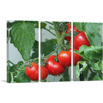 Tomato Plant Diner Restaurant Decor - 3 Piece Wrapped Canvas Photograph Print Set