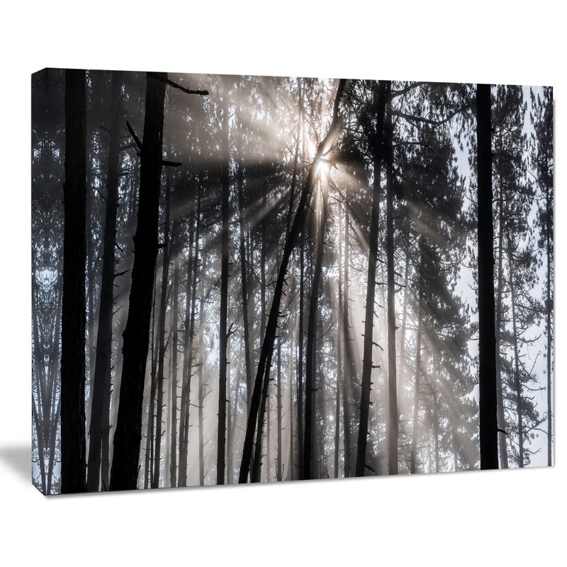 «Sunbeam Through Black White Forest», photographie, H 16 po x l 32 po x P 1 po, Toile tendue