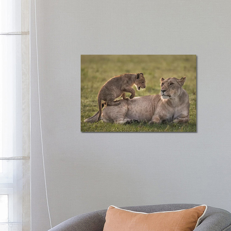 Africa, Kenya, Maasai Mara National Reserve. Lion Cub Playing With Lioness. by Jaynes Gallery - Wrapped Canvas Painting