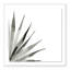 Agave II Print by Jess Engle-48615487-48615492