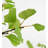 72'' Faux Foliage Tree in Pot