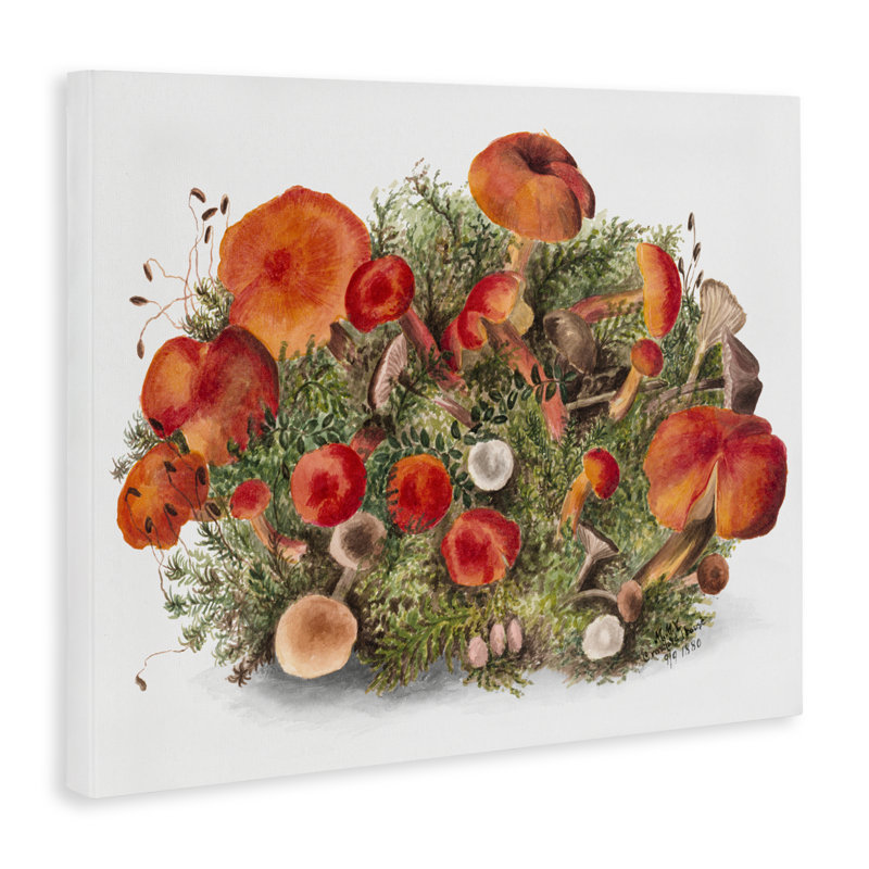 Earthy Mushroom Caps Nature, par Lettré et doublé, H 30 po x l 40 po