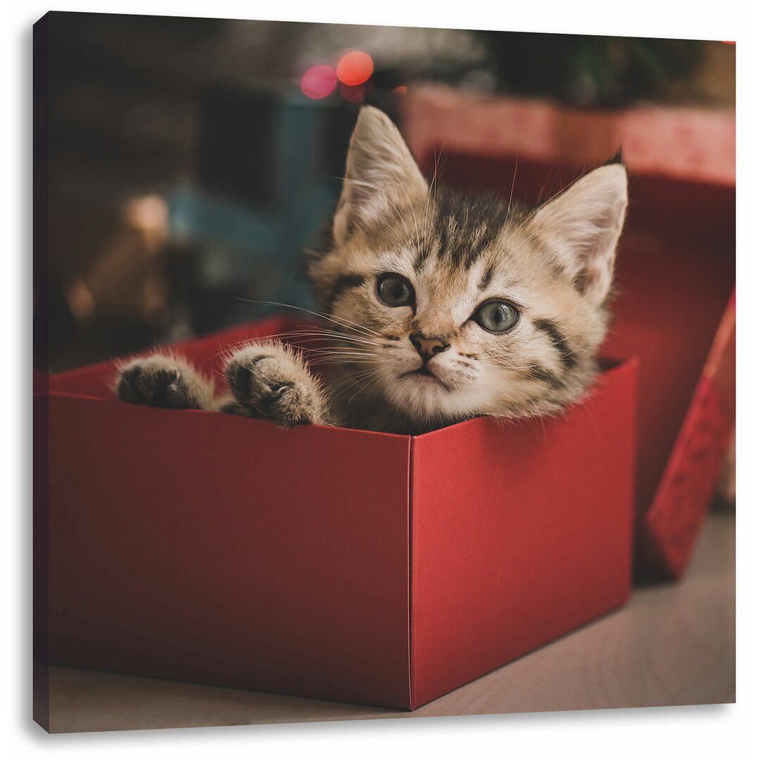 Leinwandbild Süsses Kätzchen in der Box