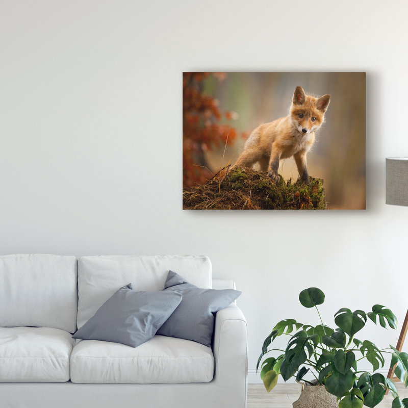 «Baby Fox» par Robert Adamec - reproduction de photo sur toile, H 24 po x l 32 po x P 2 po