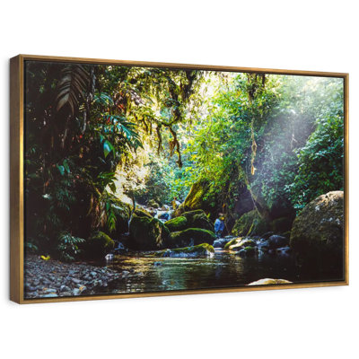 Forest In Panama