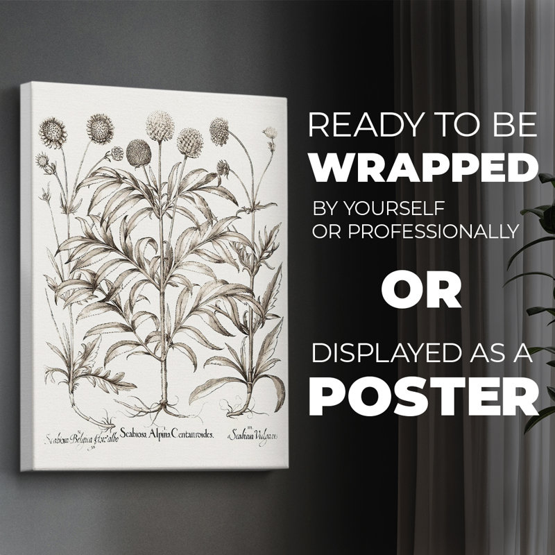 Sépia Besler Botanicals IV - Impression sur toile seulement - NON-CADRE, H 12 po x l 8 po