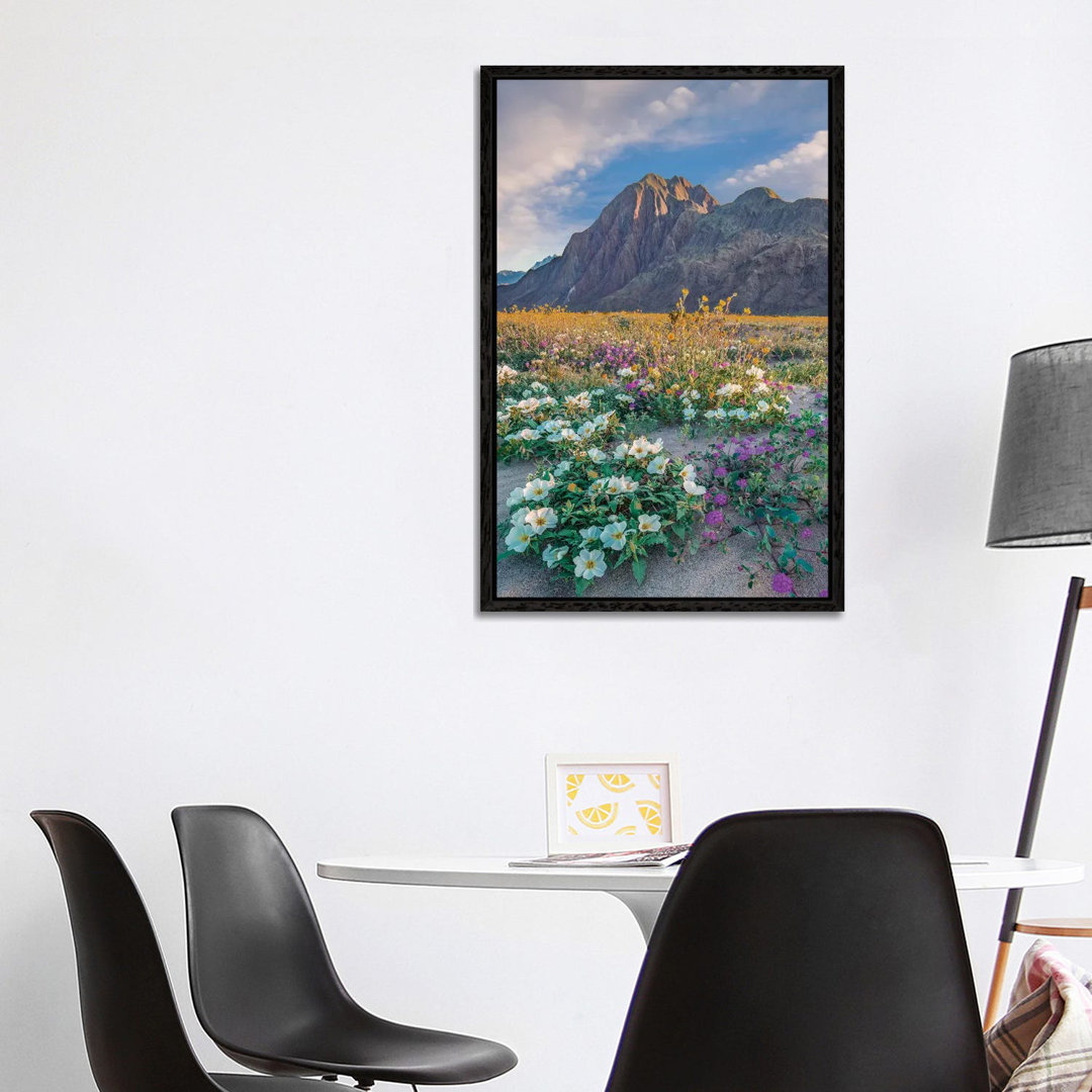 Desert Sand Verbena, Desert Sunflower And Desert Lily Spring Bloom Anza-Borrego Desert State Park CA von Tim Fitzharris ...