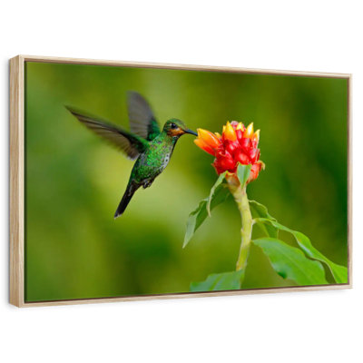 Fleur et colibri vert