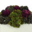 Assorted Sedum in Fiberstone Pot