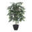 4' Mini Everyday Bush-1064418676