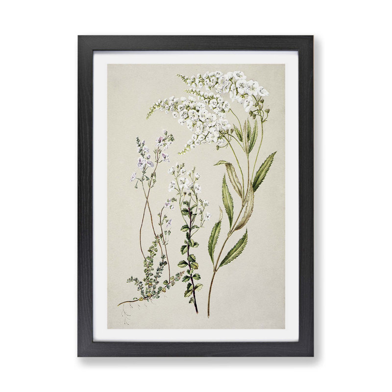 Veronica Flowers - Framed Print, 24cm H x 33cm W x 2cm D, Black