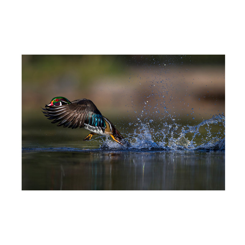 Verdon Woodie The Duck Canvas Art, H 12 po x l 19 po