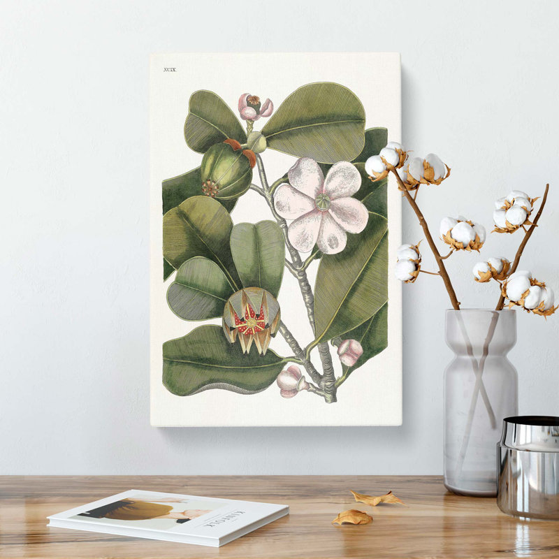 Balsam Tree Flowers by Mark Catesby - Wrapped Canvas Painting, 91cm H x 60cm W x 3cm D